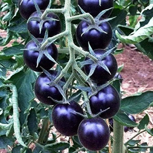 NIKA SEEDS 20 Seeds Tomato Indigo Rose Seeds
