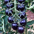 NIKA SEEDS 20 Seeds Tomato Indigo Rose Seeds