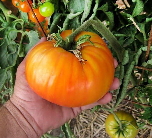Harley Seeds 30 1-2 LB Giant Mr. Stripey Tomato Seeds, Heirloom Non-GMO, Low Acid, Indeterminate, Open-Pollinated, Rich
