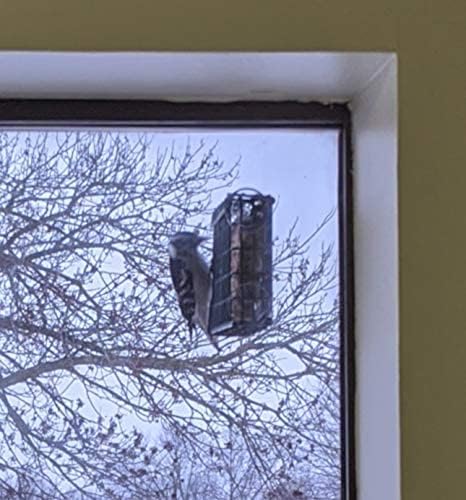 Wildlife Sciences Window Suet Feeder Cage Combo for Wild Birds - Includes 1 Feeder & 11oz Suet Cake
