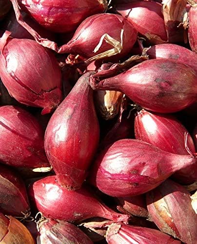 SeedsUA Seeds Red Shallot Onion Heirloom Vegetable for Planting Non GMO