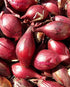 SeedsUA Seeds Red Shallot Onion Heirloom Vegetable for Planting Non GMO