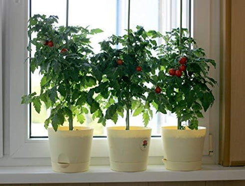 CEMEHA SEEDS Seeds Indoor Red Dwarf Tomato Determinate Non GMO Vegetable for Planting