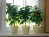 CEMEHA SEEDS Seeds Indoor Red Dwarf Tomato Determinate Non GMO Vegetable for Planting