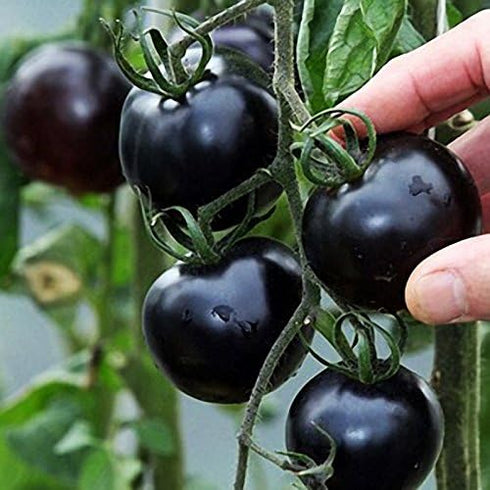 Fertile Ukraine Seeds Seeds Rare Tomato Indigo Rose American Blue Medium Vegetable for Planting Heirloom Non GMO