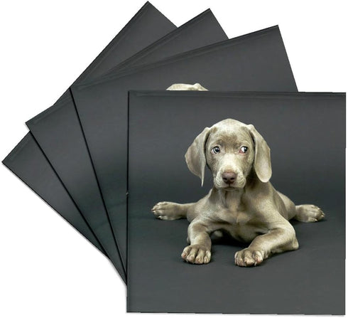 3drose Weimaraner Puppy Ceramic Tile Coaster, Set of 4
