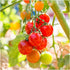 (1 Pack) Seed Needs Tomato Seeds for Planting Large Red Cherry Tomatoes - Non-GMO Heirloom & Untreated Indeterminate