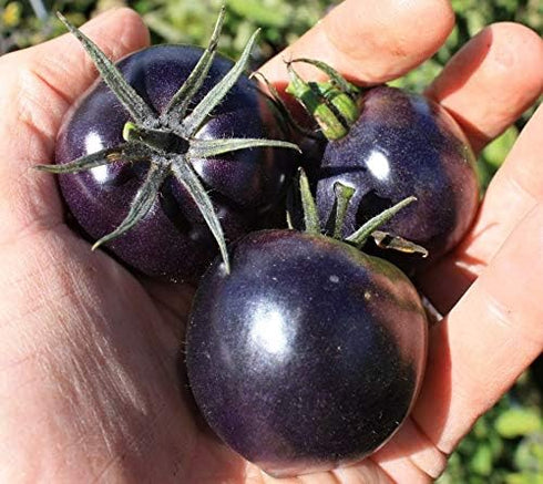 Fertile Ukraine Seeds Seeds Rare Tomato Indigo Rose American Blue Medium Vegetable for Planting Heirloom