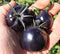 Fertile Ukraine Seeds Seeds Rare Tomato Indigo Rose American Blue Medium Vegetable for Planting Heirloom