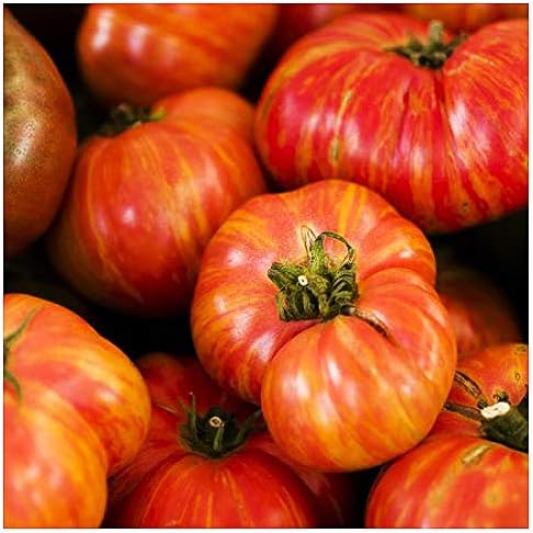 Big Rainbow Heirloom Tomato Seeds - Large Tomato - One of the