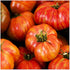 Big Rainbow Heirloom Tomato Seeds - Large Tomato - One of the