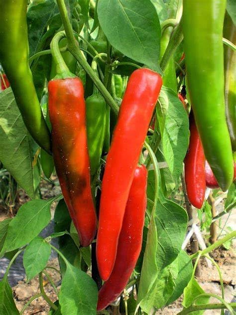 Generic 120 1 Anaheim Chile Hot Pepper seeds for planting gram of seeds Heirloom Non GMO Garden Vegetable bulk Survival