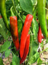 Generic 120 1 Anaheim Chile Hot Pepper seeds for planting gram of seeds Heirloom Non GMO Garden Vegetable bulk Survival