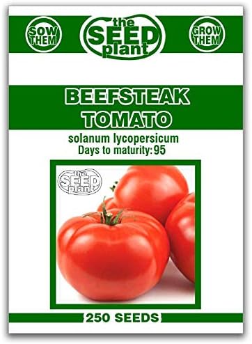 SVI 250 Beefsteak Tomato Seeds (Solanum Lycoperscium) Beefsteak Tomatoes Seed Packets Beef