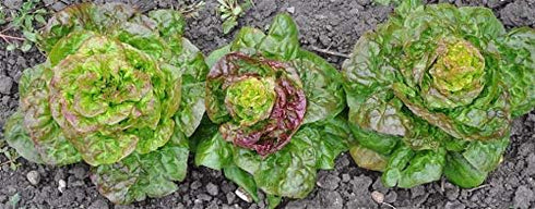 1000+ Packet, 85% Prizehead Lettuce Seeds for Planting, Heirloom Seeds Per (Isla's Garden Seeds), Non GMO Seeds