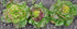 1000+ Packet, 85% Prizehead Lettuce Seeds for Planting, Heirloom Seeds Per (Isla's Garden Seeds), Non GMO Seeds