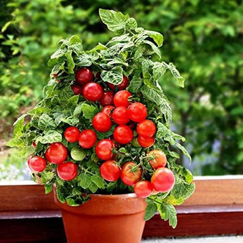 20 Dwarf Bush Cherry Tomatoes Seeds for Planting About Seeds Indoor Tomato
