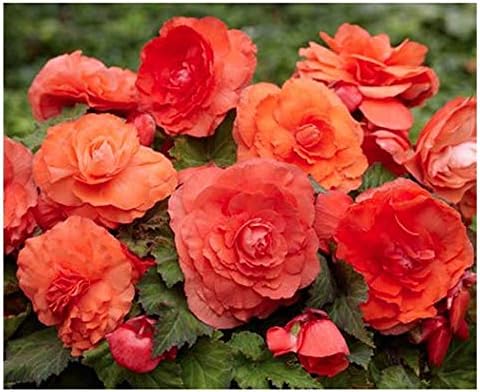 1 Superba Salmon Large Begonia Corm/Bulb - Beautiful in Ground or in