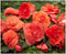 1 Superba Salmon Large Begonia Corm/Bulb - Beautiful in Ground or in