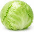 Sunutri Seeds Crisphead Iceberg Lettuce Seeds Compact Round Heads with Crisp Texture for Home