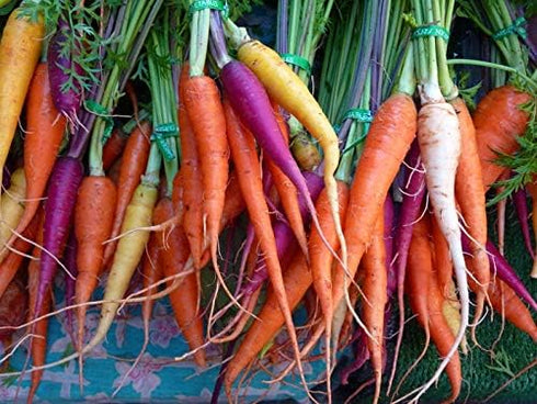 6 80 Carrot Mix of Colorful Varieties About Seeds for Planting