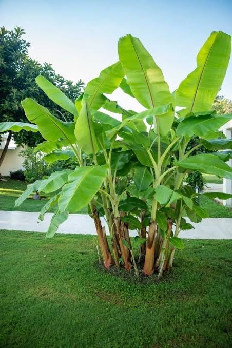 Darjeeling Banana Tree Seeds for Planting (5 Seeds) - Musa sikkimensis -
