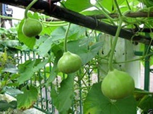 Bottle Gourd 10 Seeds - Nam Tao Klom (Asian Vegetable) Round Shaped