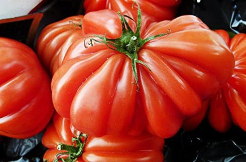 Harley Seeds 30 Costoluto Genovese Pomodoro Tomato Seeds, Heirloom Non-GMO, Low Acid, Indeterminate, Open-Pollinated