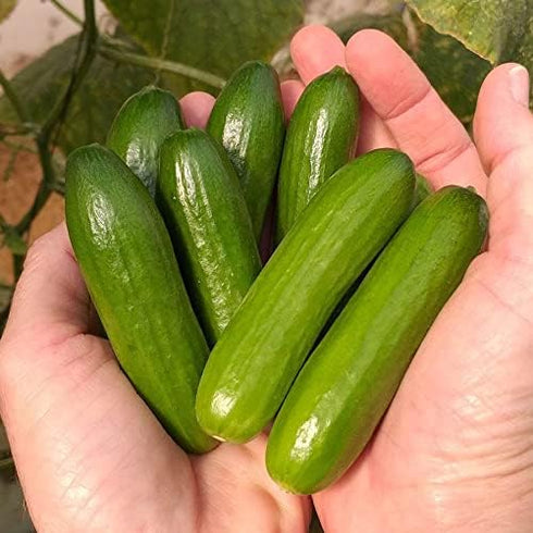 Park Seed Variety of Cucumber Seeds, Planting Cucumbers, Vegetable Seeds, Easy to