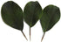 Artificial Magnolia Leaves Pack of 30