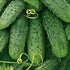 SEEDS4PLANTING F1 45 Seeds Rare Cucumber Titus Days Vine Pickling Vegetable Non GMO