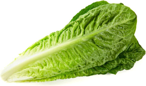 Lindsay Seed (2300 Romaine Lettuce Seeds (Parris White Cos) Seeds)