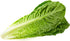 Lindsay Seed (2300 Romaine Lettuce Seeds (Parris White Cos) Seeds)