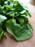 1200+ Count 2026 TomorrowSeeds - Giant Malabar Spinach Seeds - - for Planting USA Garden Green Vegetable Plant Leaf