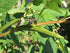 The Clayton Farm 2 Packages 50 Package of Egyptian Spinach (Rau Day/saluyot/ Molokhia/Jute Seeds) - Seeds Per