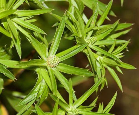 exotic_cactus_collection 200 Culantro Herb Eryngium foetidum recao Edible Latin Cuisine Spice Seed Seeds