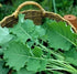 Seed Kingdom 30,000 Kale Premier Great Heirloom Vegetable by Bulk Seeds