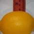 Vasefill Pack 6 Artificial Lemon of Yellow Citrus - Decorative Lemons Faux Fruit Fake - Six Pieces