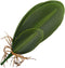 WINOMO Artificial Orchid Leaf, Fake Flower Leaf for Home Office Decoration
