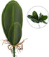 WINOMO Artificial Orchid Leaf, Fake Flower Leaf for Home Office Decoration