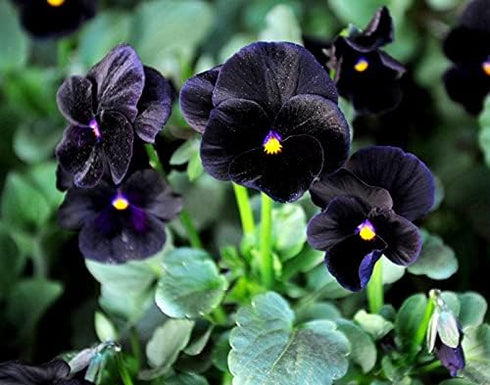 40+ Unique Black Pansy Clear Crystals Viola Wittrockiana Seeds for Planting Long Flowering Plant