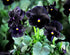 40+ Unique Black Pansy Clear Crystals Viola Wittrockiana Seeds for Planting Long Flowering Plant