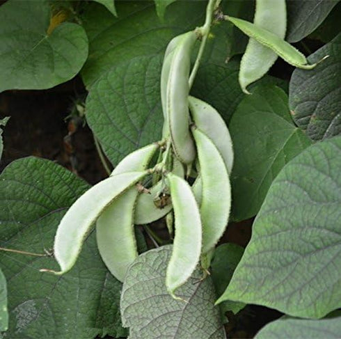 home on earth Green Leaf Hyacinth Bean - 100 Seeds