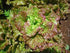1000+ Packet, 85% Prizehead Lettuce Seeds for Planting, Heirloom Seeds Per (Isla's Garden Seeds), Non GMO Seeds
