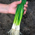 300 Bunching Green Onion Seeds Scallions About Non-GMO Seeds for Planting