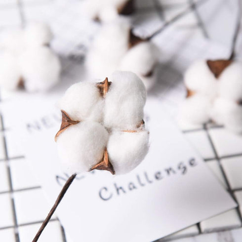 DomeStar Natural Dried Cotton Stems, 8 Packs Total, 15 Bolls Cotton Sprigs Blooms for Vase Fillers