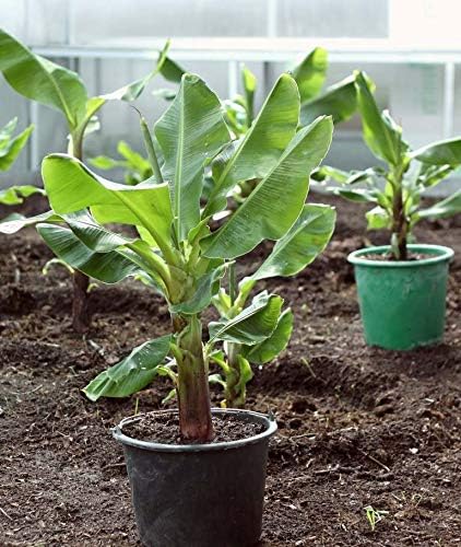 SeedsUA Seeds Indoor Ornamental Banana Tree Fruits for Planting Beatuful Flowers Non GMO