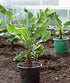 SEEDS4PLANTING Seeds Ornamental Banana Tree Indoor Dwarf Perennial Flowers Non GMO