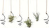 Nwsrayu 6 set pcs Hanging Air Plant Holder Air Plant Hanger with Jute Ropes, Soilless Air Plant Stand Tillandsia