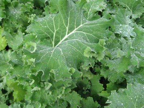 Generic 500 Siberian Kale Seeds for Planting Heirloom Non GMO 2+ Grams Garden